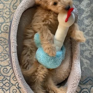 Meet your Posher, Lara